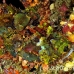 scorpionfish_kimalek210_h_0031_sul7826.jpg